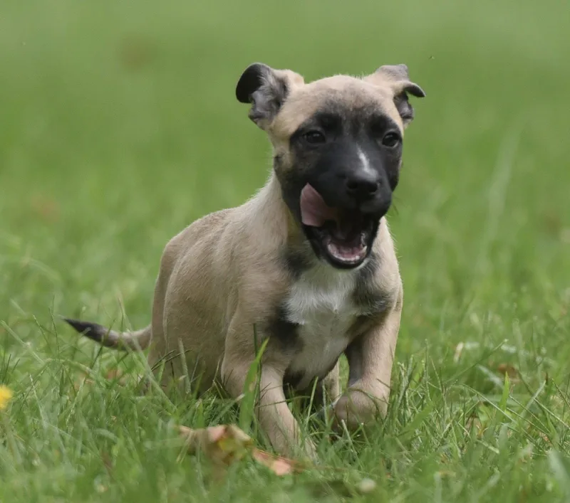 A baby medium-sized male Terrier dog named Sawyer for adoption in Mechanicsburg, PA