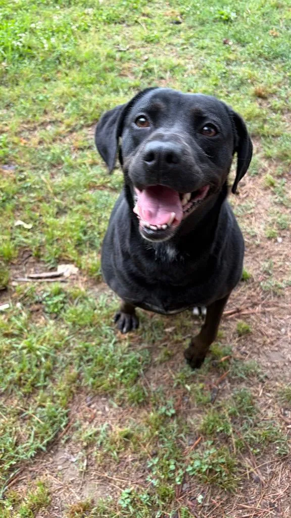 An adult medium-sized female Labrador Retriever dog named Sara for adoption in Little Rock, AR