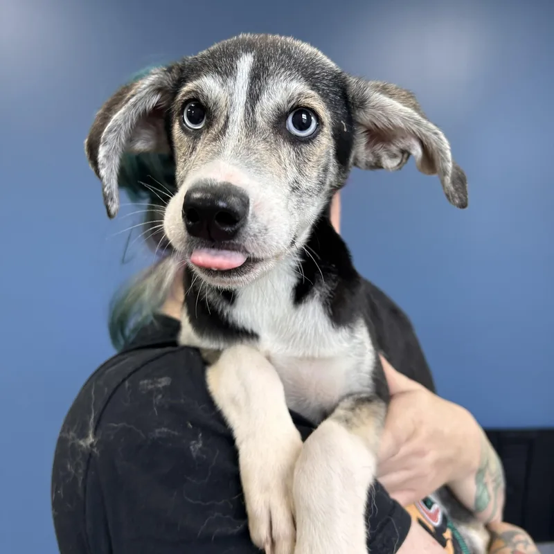 A baby medium-sized female Tricolor (Brown, Black, & White) Mixed Breed dog named Jelly for adoption in Manchester, TN
