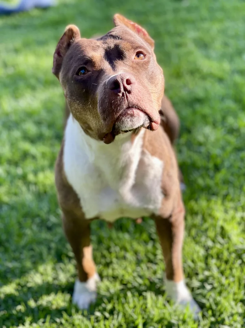 An adult medium-sized female Red / Chestnut / Orange American Bully dog named Athena for adoption in Los Angeles, CA