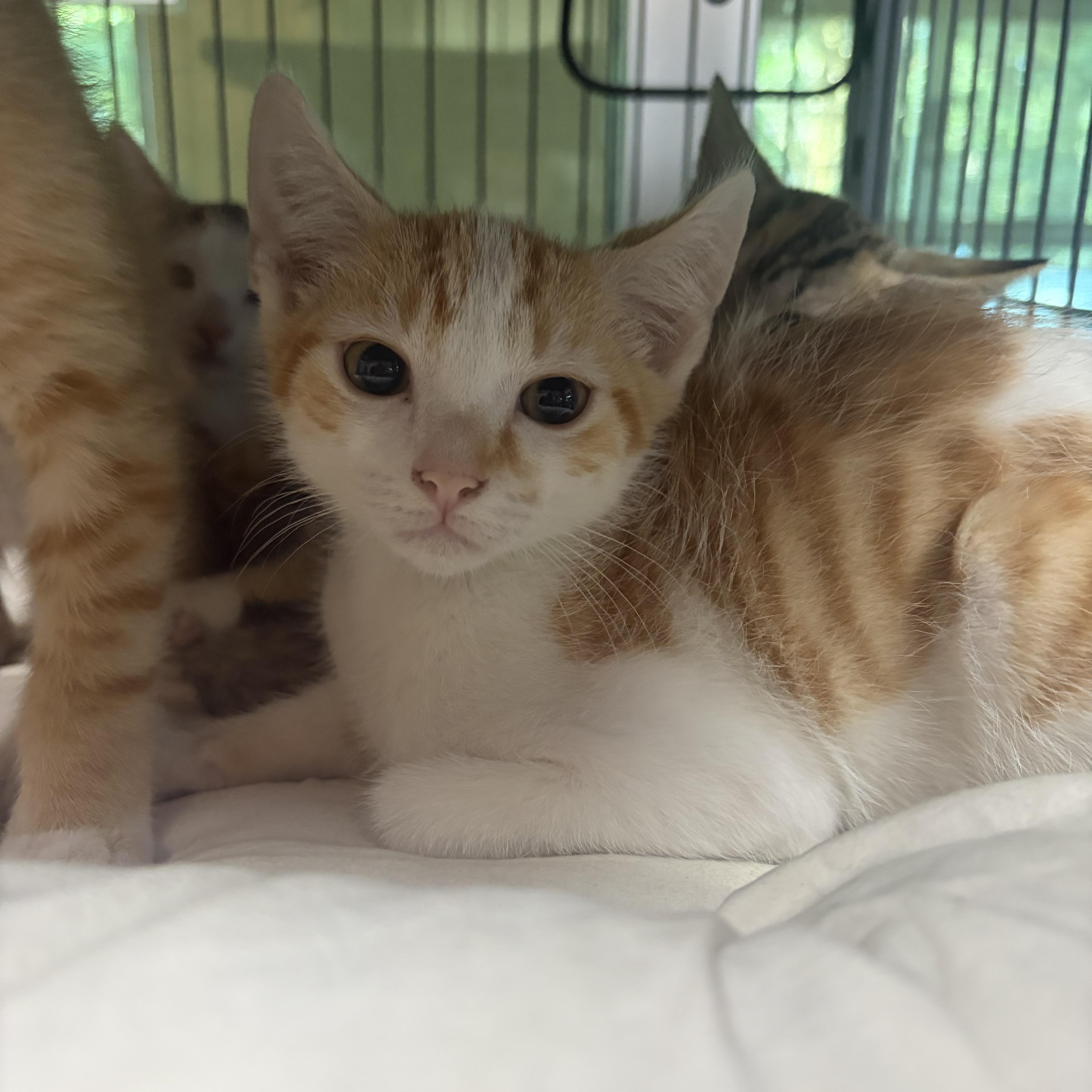 A baby medium-sized male Orange & White Domestic Short Hair cat named Pom Pom for adoption in Charleston, SC
