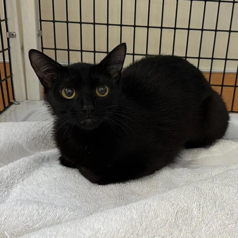 A young small-sized female Black Domestic Short Hair cat named Clash for adoption in Burlingame, CA
