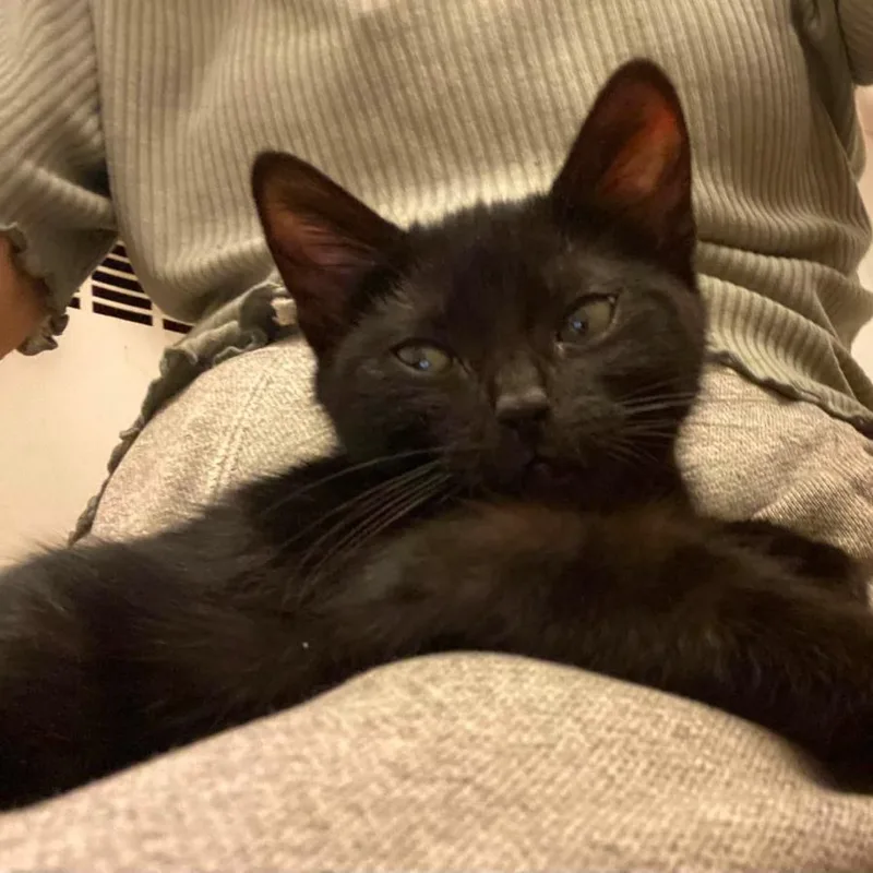 A baby small-sized male Black Domestic Short Hair cat named Bo for adoption in Brooklyn, NY