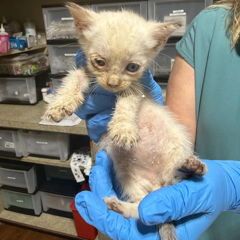 A baby small-sized male Domestic Short Hair cat named Johnny Cat for adoption in Milton, FL
