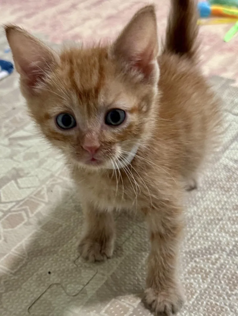 A young medium-sized male Tabby (Orange / Red) Domestic Short Hair cat named Clay for adoption in Lemont, IL