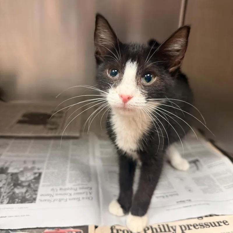 A baby small-sized male Black Domestic Short Hair cat named Prince James for adoption in Springboro, OH