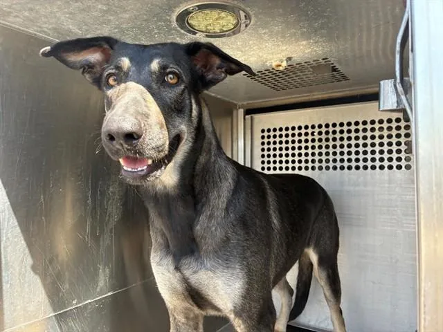 A young large-sized female German Shepherd Dog dog named Comet for adoption in Mesa, AZ