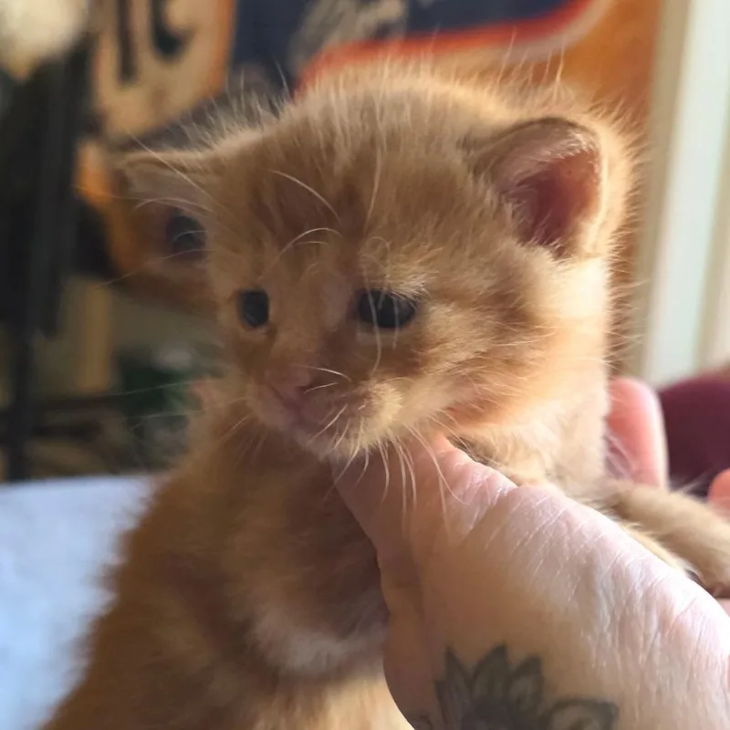 A baby small-sized male Orange / Red Domestic Short Hair cat named #5 for adoption in Calimesa, CA