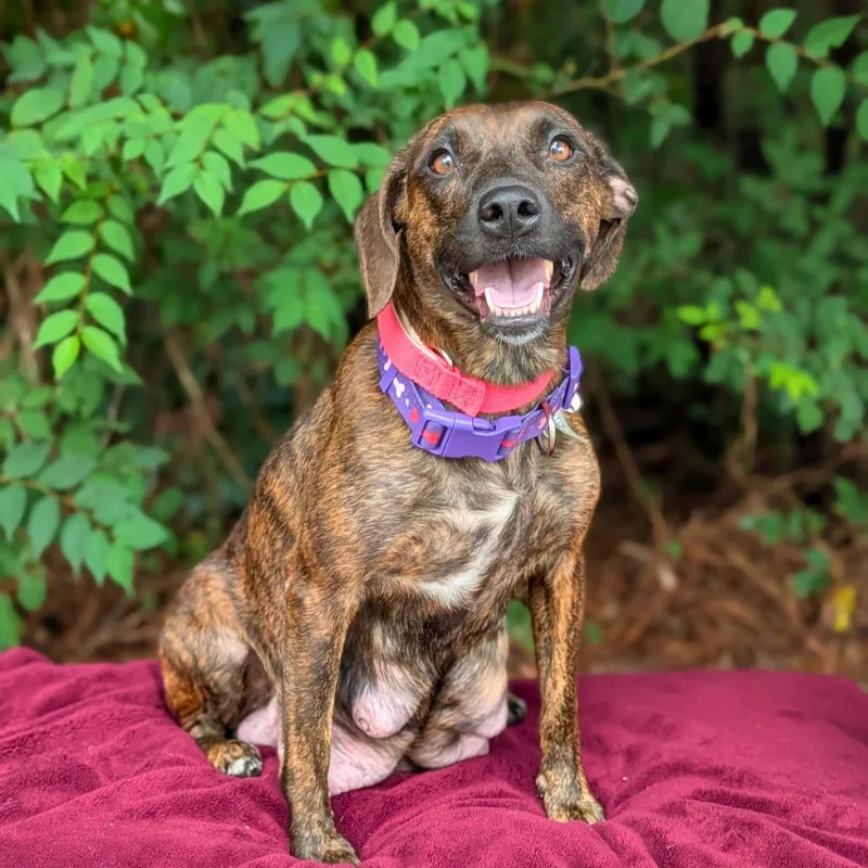 An adult medium-sized female Brindle Plott Hound dog named Princess Pebbleton for adoption in Covington, GA