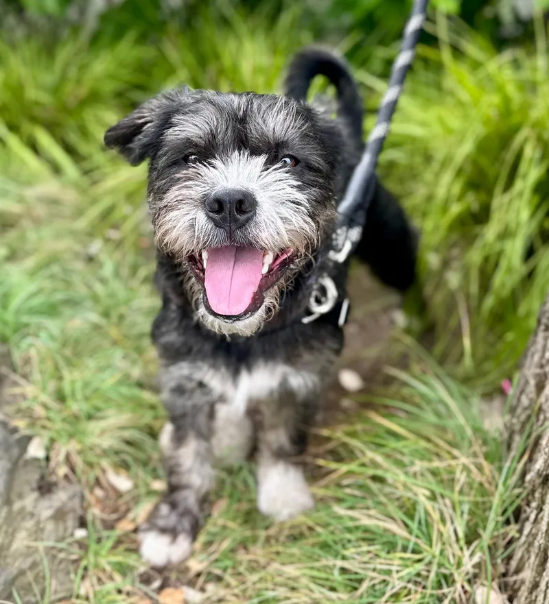 A baby large-sized male Schnauzer dog named Tyson Beckford for adoption in Palo Alto, CA