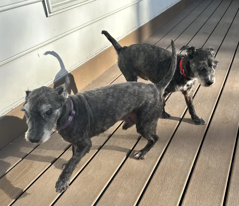 Biscuit And Gravy thumbnail 2