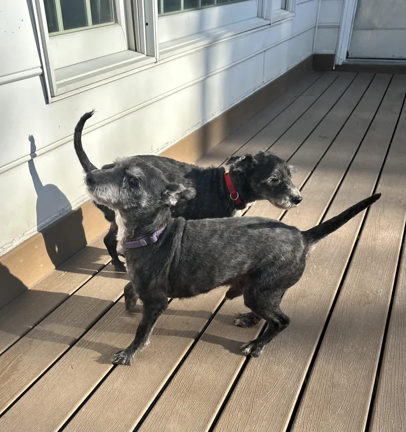 Biscuit And Gravy thumbnail 3