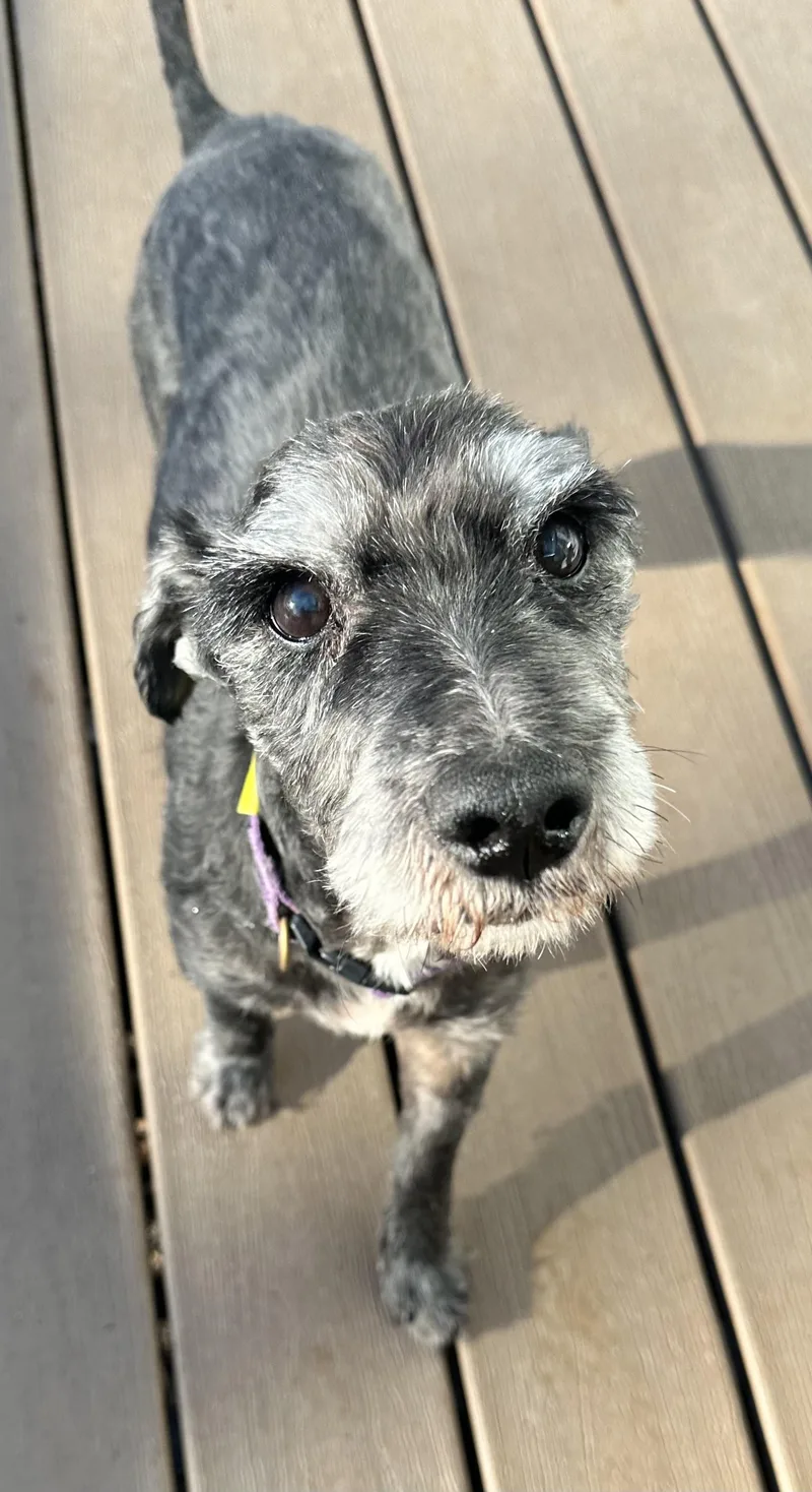 Biscuit And Gravy thumbnail 4