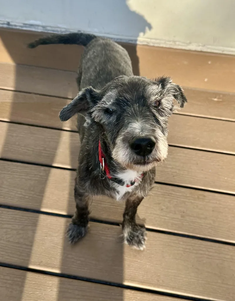 Biscuit And Gravy thumbnail 5