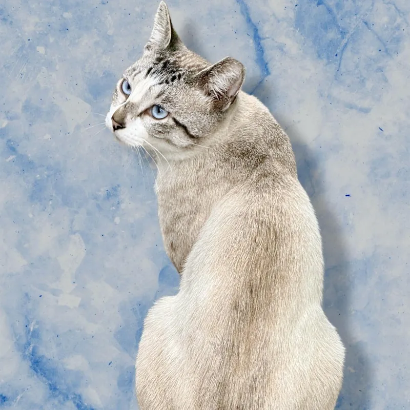 A young small-sized male Lilac Point Siamese cat named Zazu for adoption in Los Angeles, CA