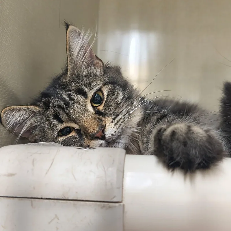 A baby medium-sized female Tabby (Gray / Blue / Silver) Domestic Medium Hair cat named Tabitha for adoption in Saint Marys, PA