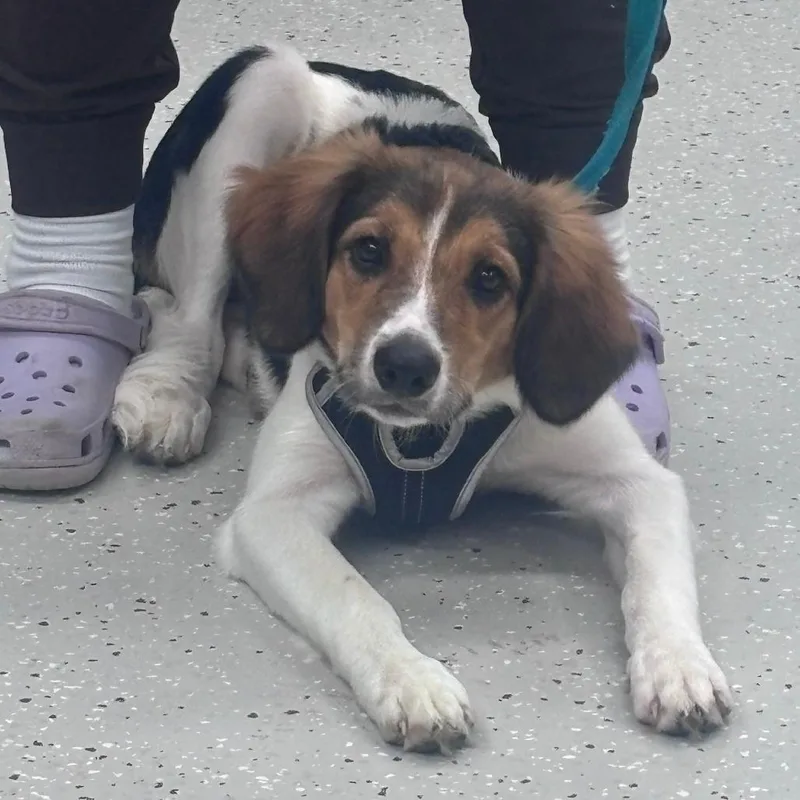 A baby medium-sized female White / Cream Treeing Walker Coonhound dog named Molly for adoption in Indianapolis, IN