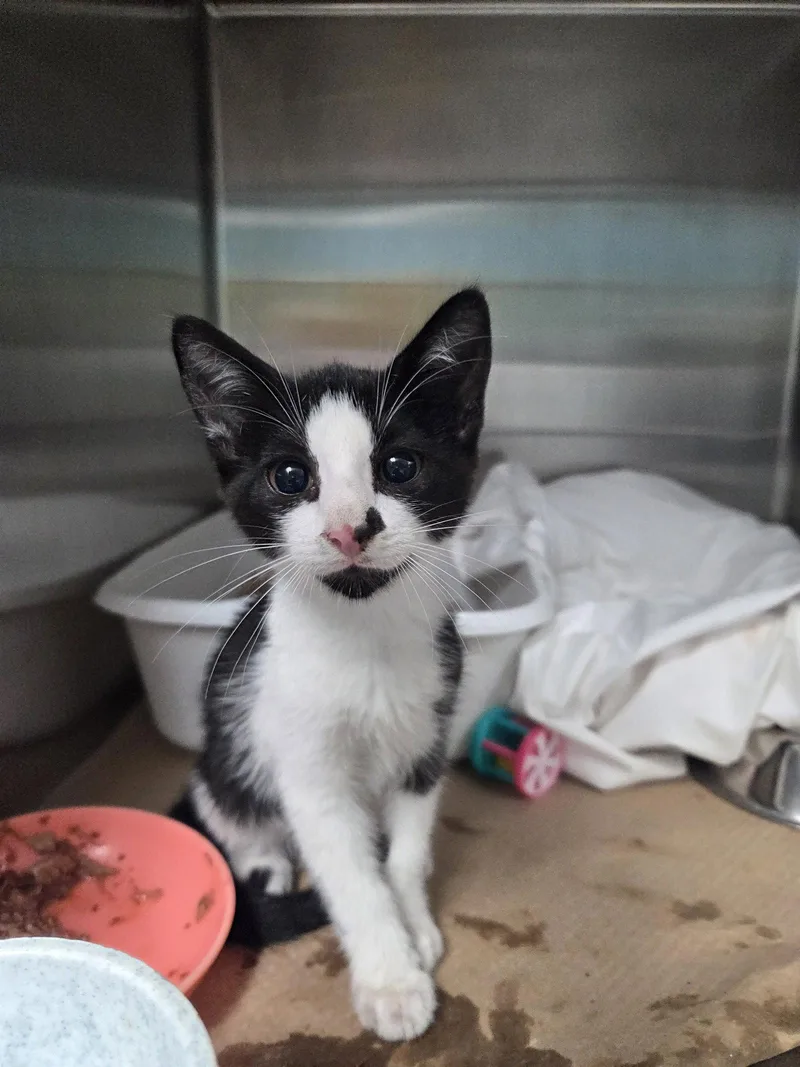 A baby medium-sized female Black & White / Tuxedo Domestic Short Hair cat named Ellie R for adoption in Trenton, NJ