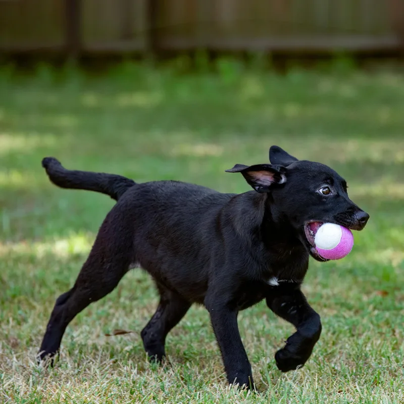 A baby medium-sized female White / Cream Labrador Retriever dog named Weave for adoption in Tomball, TX