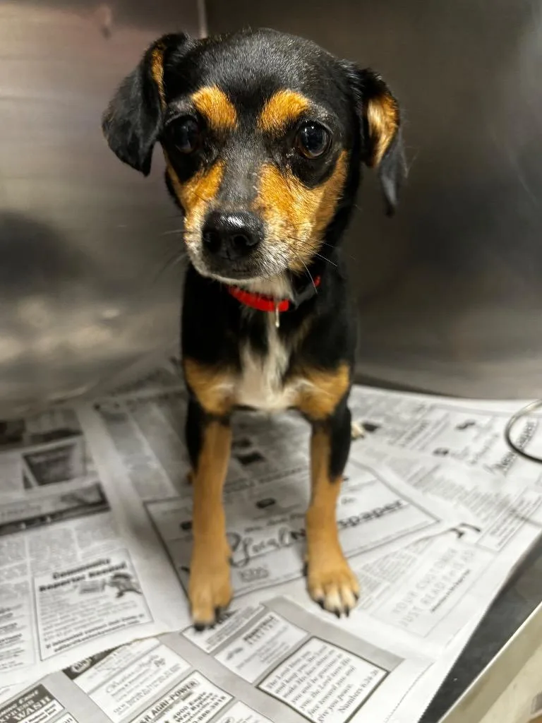 An adult small-sized male Chihuahua dog named Buddy Loop for adoption in Hopkinsville, KY