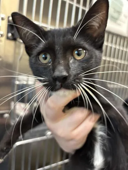 A baby medium-sized female Black & White / Tuxedo Domestic Short Hair cat named Freestyle for adoption in Charleston, SC