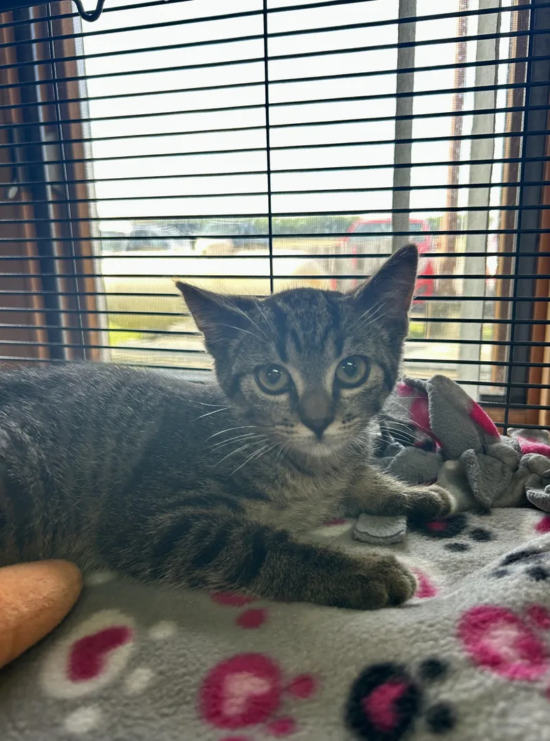 A baby medium-sized male Domestic Short Hair cat named Augustus Bert for adoption in St. Clair, MI