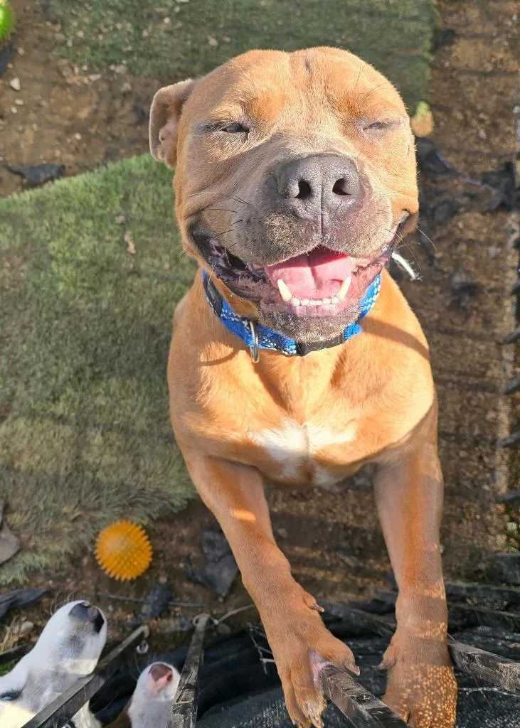 A young large-sized male Pit Bull Terrier dog named Sal for adoption in Tehachapi, CA