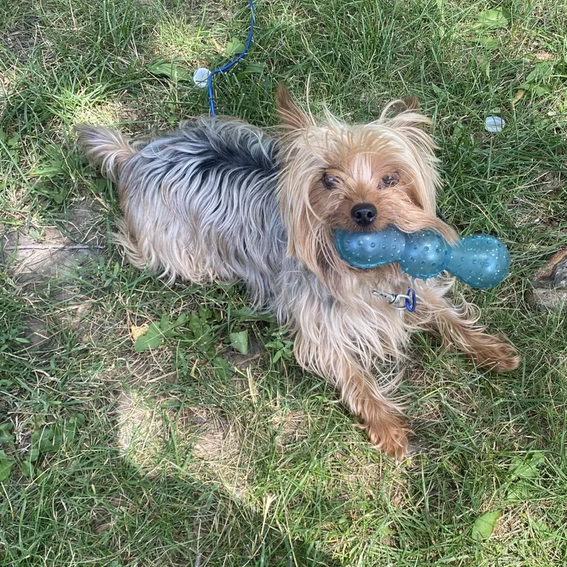 A senior small-sized male Yorkshire Terrier dog named Zeus for adoption in Minneapolis, MN