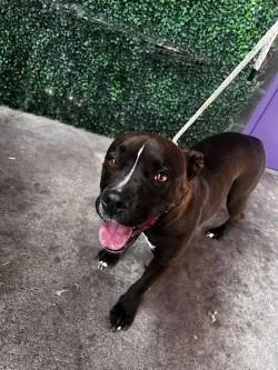 A young medium-sized female Black Pit Bull Terrier dog named 61297266 for adoption in El Paso, TX