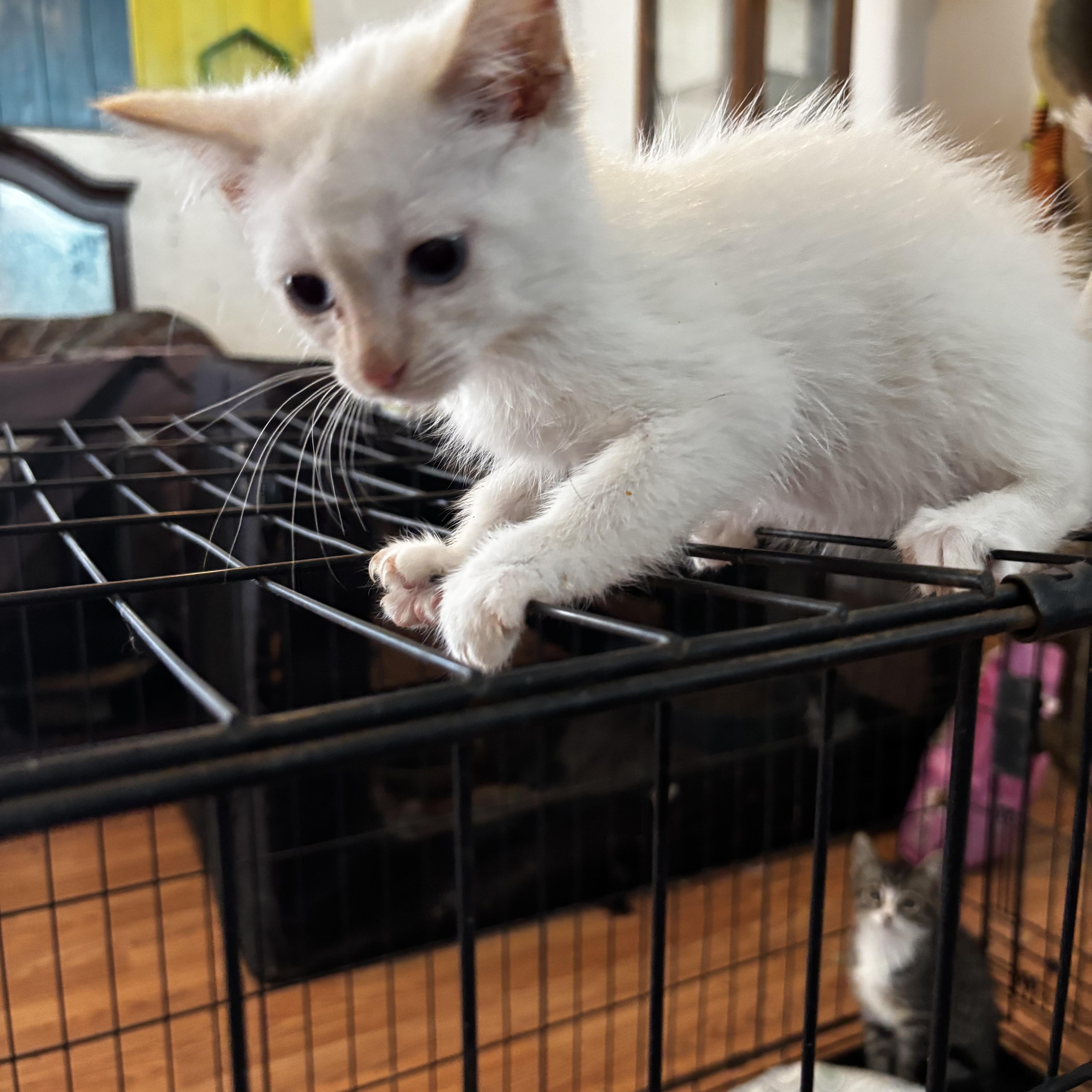 A baby large-sized male Buff & White Himalayan cat named Ping Pong for adoption in Lancaster, CA