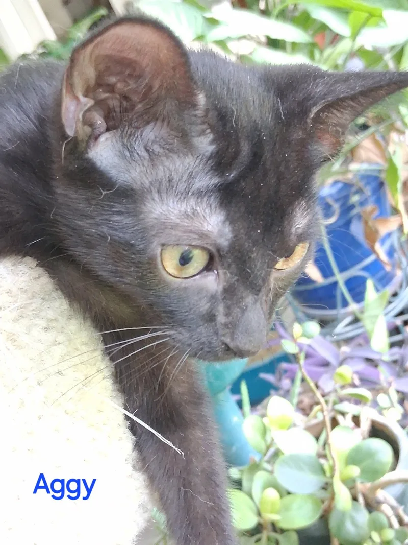 A baby medium-sized female Black Domestic Short Hair cat named Aggy for adoption in Oviedo, FL