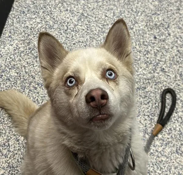 Maya