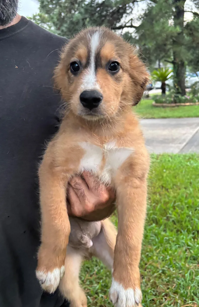 A baby medium-sized male Brown / Chocolate Retriever dog named Badger for adoption in Tomball, TX
