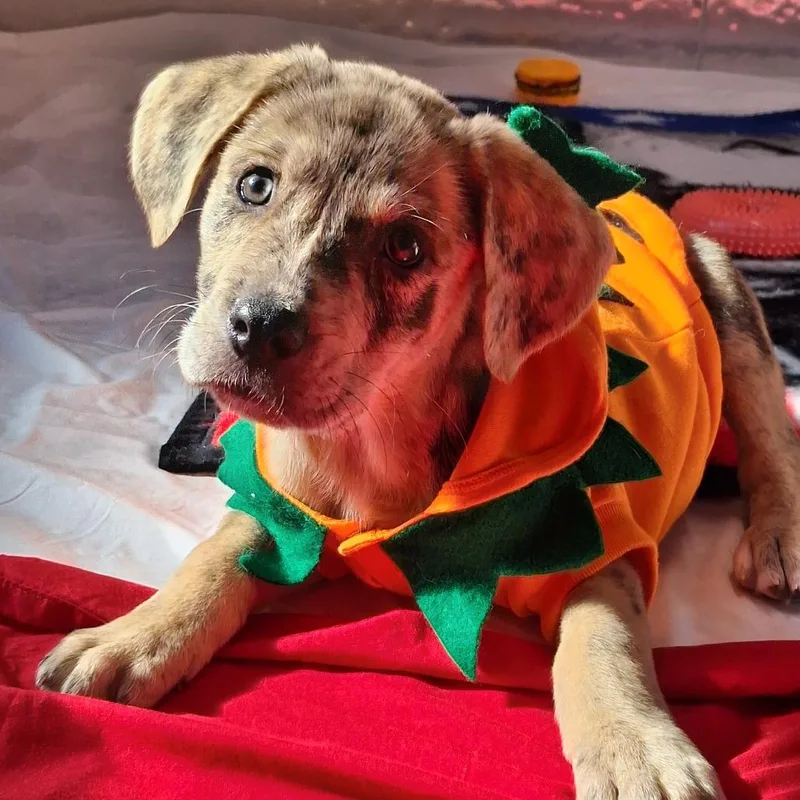A baby medium-sized male Yellow / Tan / Blond / Fawn Catahoula Leopard Dog named Gator for adoption in Freeport, FL