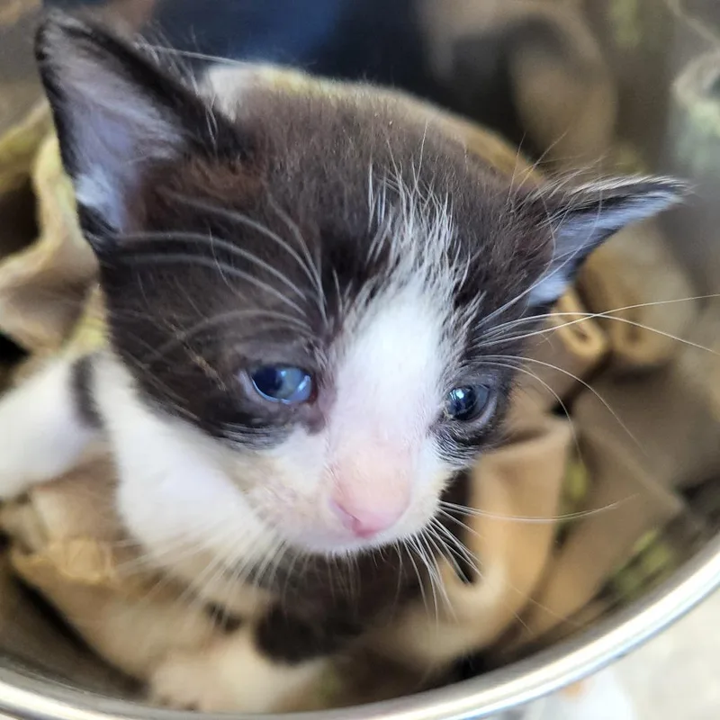 A baby small-sized male Black Domestic Short Hair cat named Annapolis for adoption in Las Vegas, NV