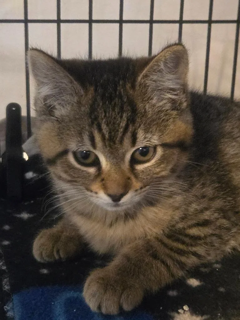 A baby medium-sized female Domestic Short Hair cat named Ivy for adoption in Shelton, WA