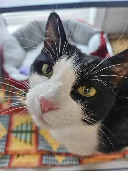 An adult medium-sized female Domestic Short Hair cat named Arya for adoption in Mount Pleasant, IA
