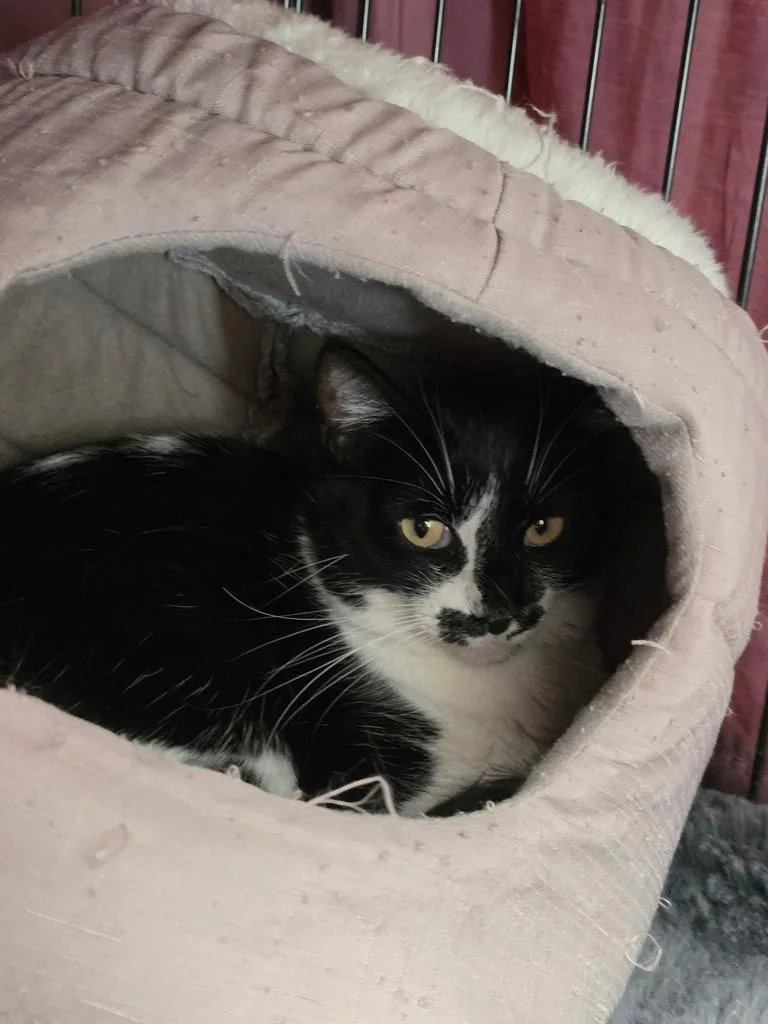 A young medium-sized female Domestic Short Hair cat named Xena for adoption in Ontario, OR