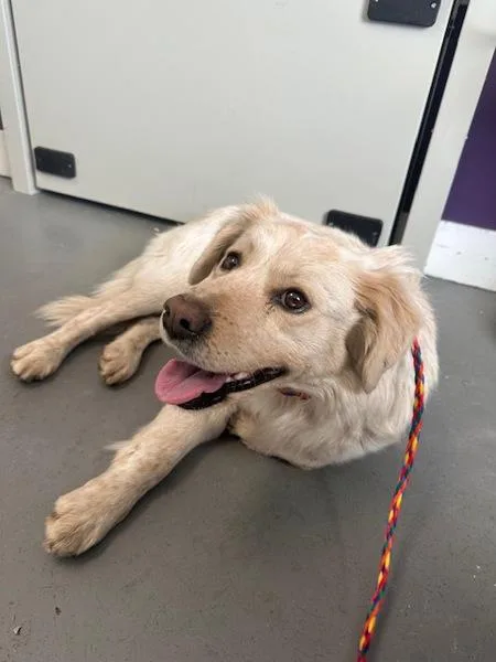 An adult medium-sized male Australian Cattle Dog / Blue Heeler dog named Nolan for adoption in Salt Lake City, UT
