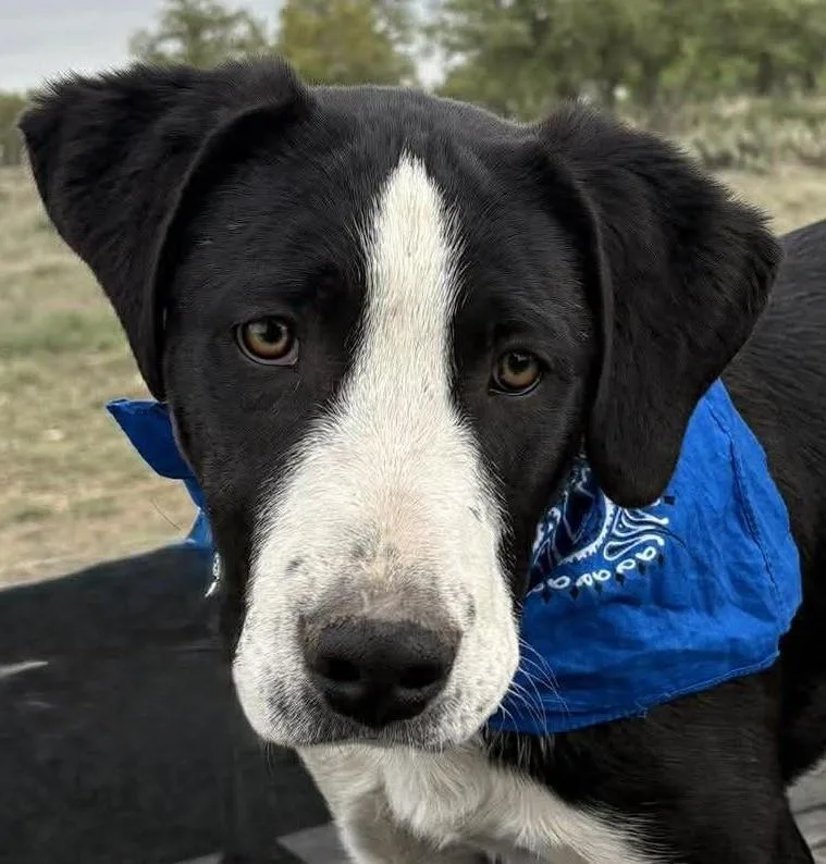 A baby large-sized male Black Labrador Retriever dog named Slightly for adoption in Boerne, TX