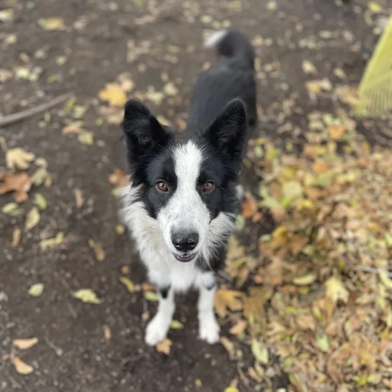 An adult medium-sized male Black Border Collie dog named Amigo for adoption in Spokane, WA