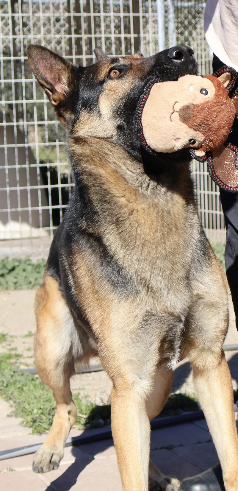 A young large-sized male German Shepherd Dog dog named Dexter for adoption in Rancho Cucamonga, CA