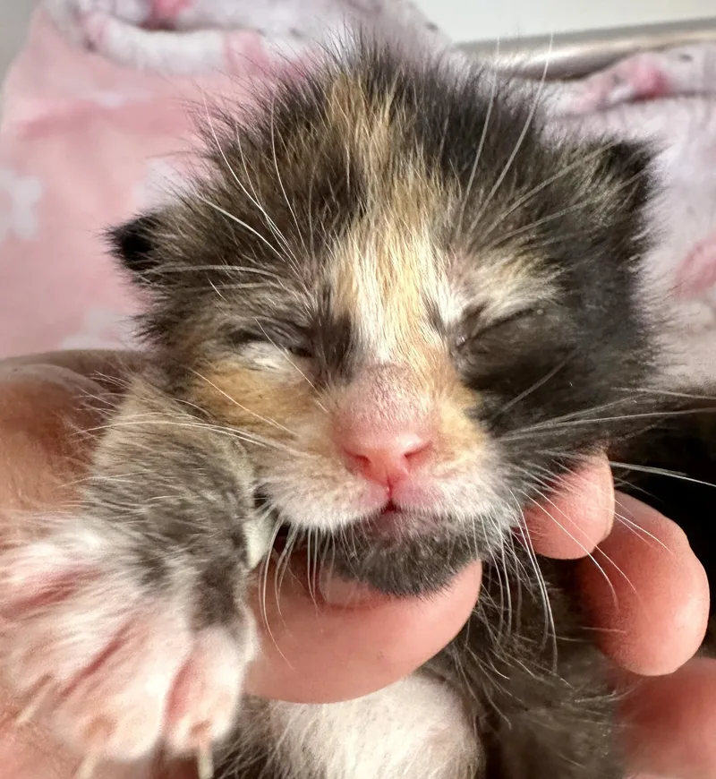 Tootsie thumbnail 2