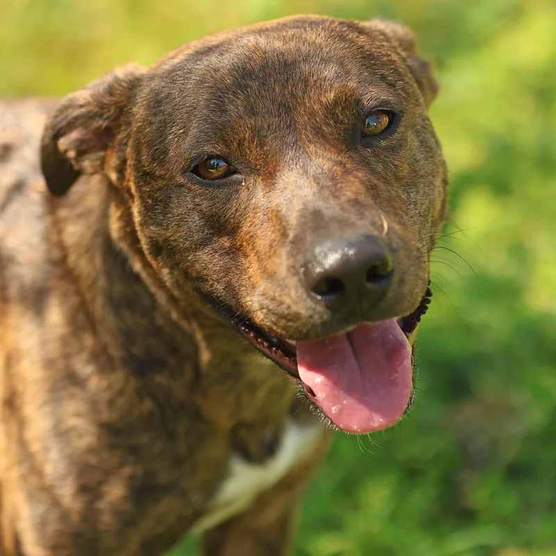 An adult medium-sized female Brindle Plott Hound dog named Joy for adoption in Hot Springs, AR