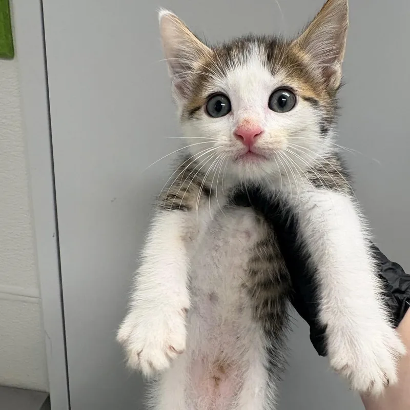 A baby small-sized male Brown / Chocolate Domestic Short Hair cat named Thyme for adoption in Columbiana, AL