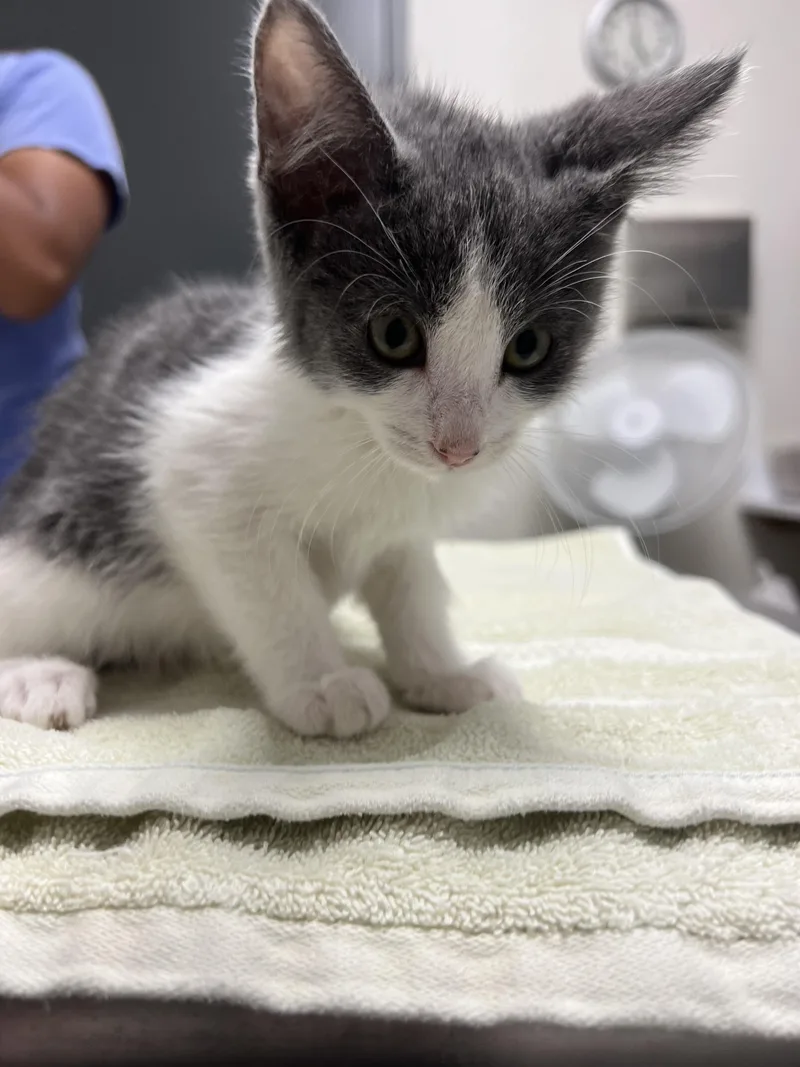 A baby small-sized female Domestic Short Hair cat named Monica for adoption in Chico, CA