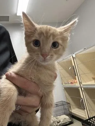 A baby small-sized male Domestic Short Hair cat named Grim for adoption in Pequot Lakes, MN