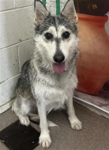A young medium-sized female Siberian Husky dog named Josette for adoption in San Bernardino, CA
