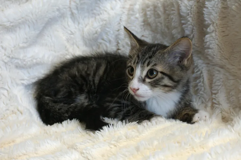 A baby small-sized male Domestic Short Hair cat named Buckthorn for adoption in Fountain Hills, AZ