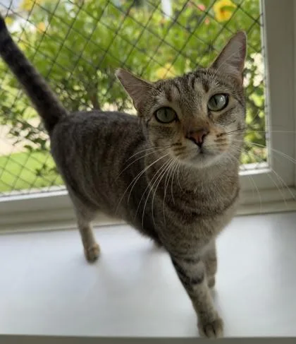 Tinkerbell thumbnail 3